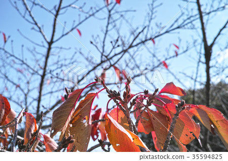 Autumn image Cherry tree 35594825