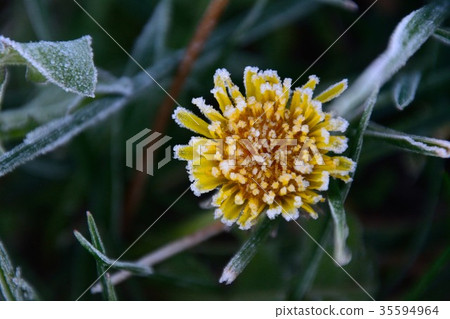 Frost on a yellow flower 35594964