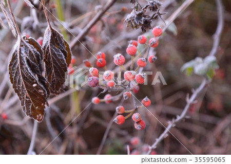 The red roses of the field rose also frost 35595065