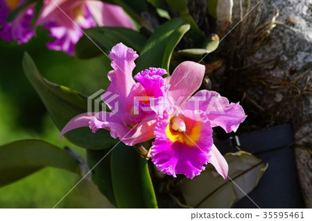 蘭花 蘭花 35595461