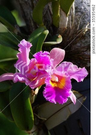 蘭花 蘭花 35595462