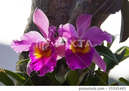 蘭花 蘭花 35595465