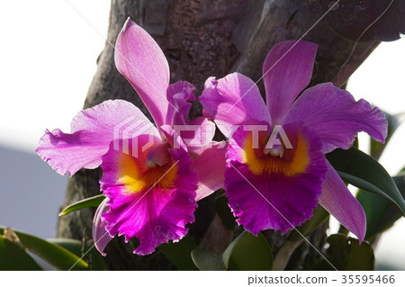 蘭花 35595466