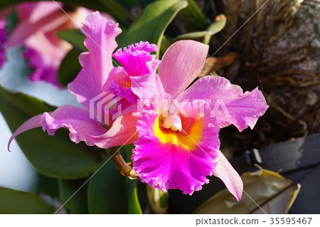 蘭花 35595467