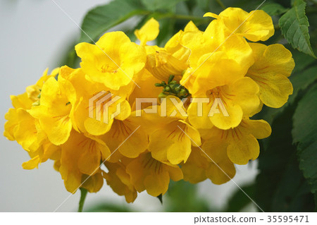 黃鐘花 35595471