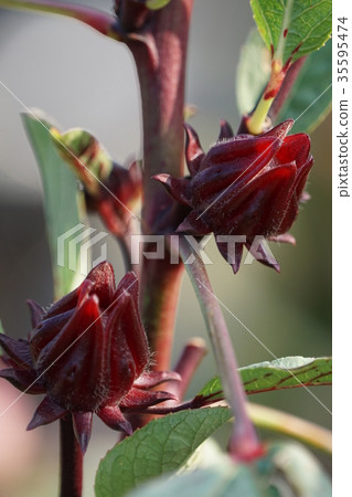 Rakushinhana 35595474