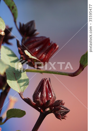 Rakushinhana 35595477