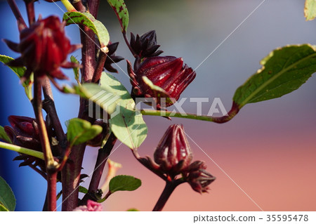 Rakushinhana 35595478