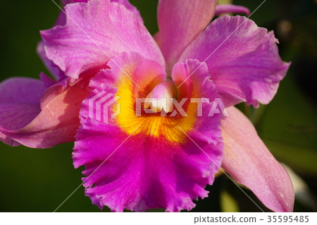蘭花 蘭花 35595485