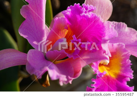蘭花 蘭花 35595487