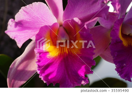蘭花 蘭花 35595490