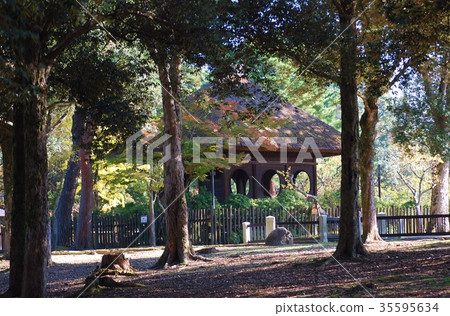 Fallen round window rose 35595634