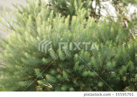 Australian Tea Tree 35595701