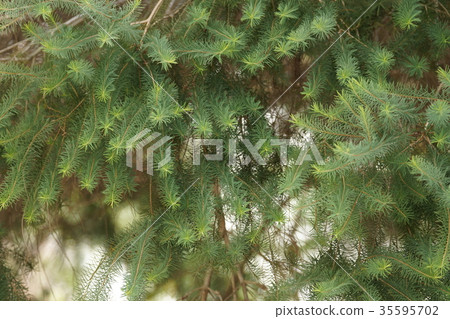 Australian Tea Tree 35595702