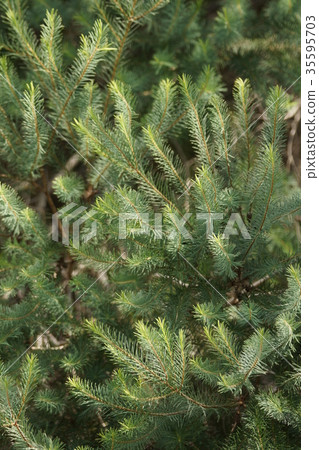 Australian Tea Tree Australian Tea Tree 35595703