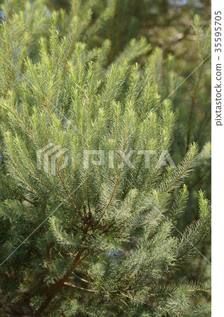 澳洲茶樹 澳洲茶樹 35595705