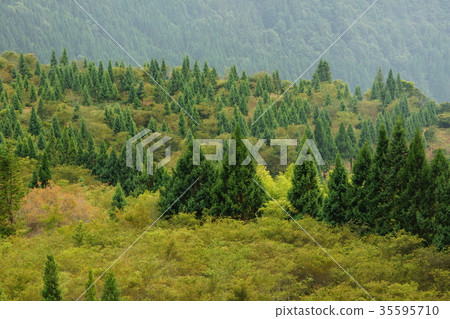 Trees Trees 35595710