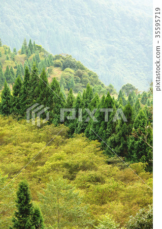 Trees Trees 35595719