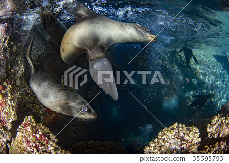 sea lion seal underwater while diving galapagos 35595793