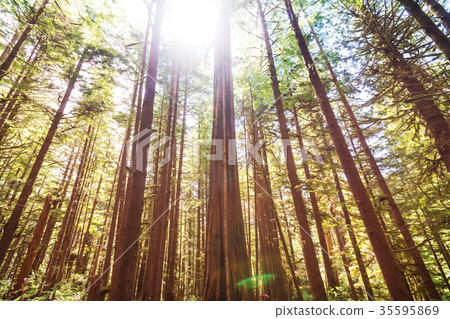 Vancouver forest Vancouver forest 35595869