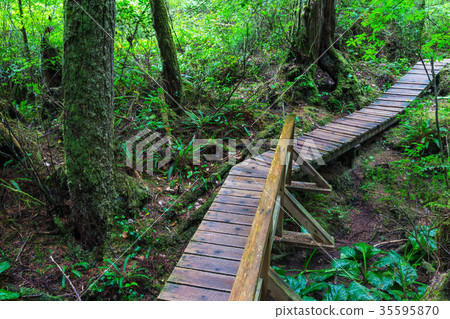 Vancouver forest Vancouver forest 35595870