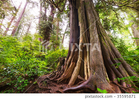 Vancouver forest Vancouver forest 35595871