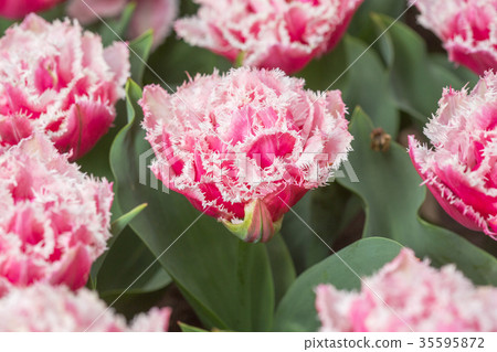 Pink tulip in the field Pink tulip in the field 35595872