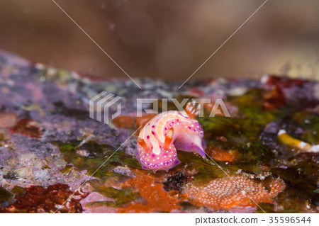 草莓牛奶海牛 35596544