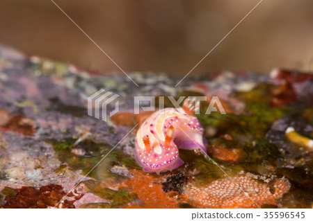 Strawberry milk Sea cow 35596545