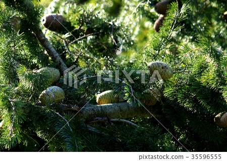 Cedar cones (female flowers) 35596555