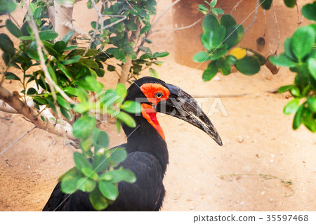 Southern Ground Hornbill. Bucorvus leadbeateri Southern Ground Hornbill. Bucorvus leadbeateri 35597468