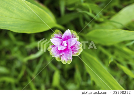 Krachai flower green tone Krachai flower green tone 35598252