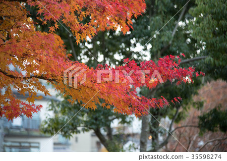 Autumn leaves season 35598274