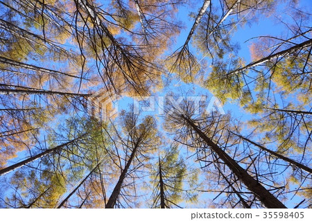 落葉松 35598405