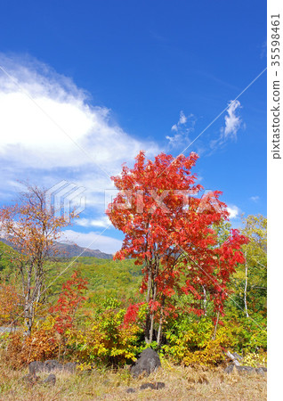 秋天的Norikura Kogen 35598461