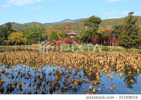 Osawa pond of Kyoto autumn 35599659