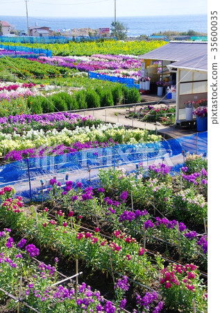 Haitatsu的花園 Haitatsu的花園 35600035