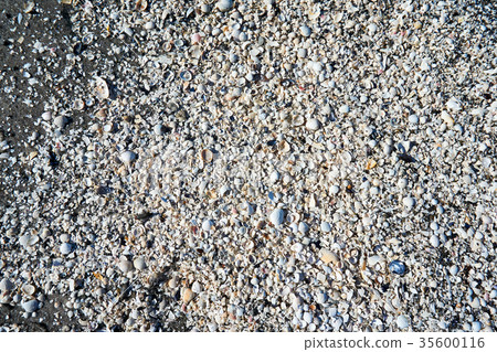 group of white sea shells on beach 35600116