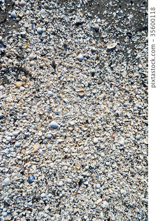 group of white sea shells on beach group of white sea shells on beach 35600118