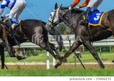 Horse Racing Action Legs Heads Horse Racing Action Legs Heads 35600255