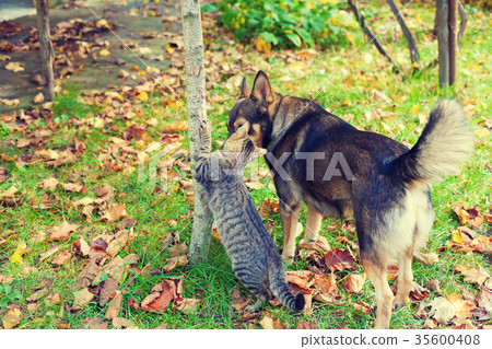 Dog and cat best friends walking together 35600408