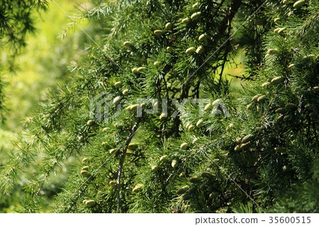 喜馬拉雅雪松pinecone男性花 喜馬拉雅雪松pinecone男性花 35600515