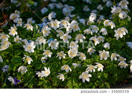 timbleweed in spring timbleweed in spring 35600559
