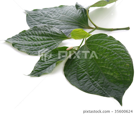 Piperaceae isolated on white background 35600624