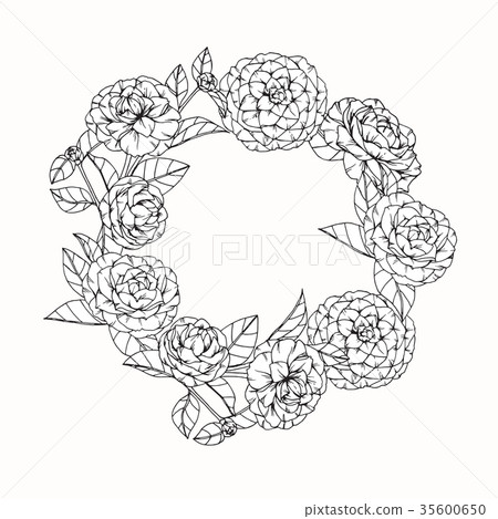 Camellia Flower Drawing Stock Illustration 35600650 Pixta