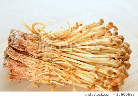 Mountain tea mushroom Mountain tea mushroom 35600658