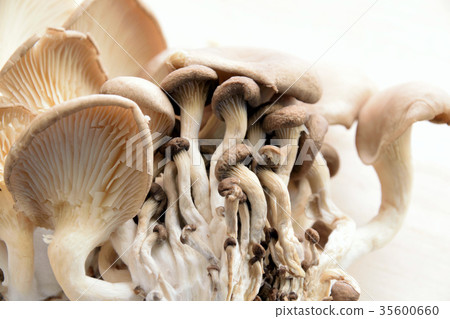 Mushroom Mushroom 35600660