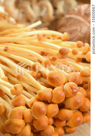 Mountain tea mushroom 35600667