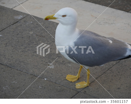 seagull seagull 35601157