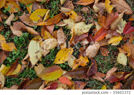 Rainy grass and fallen leaves Autumn 35601372
